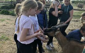 na zdjęciu widać uczni&oacute;w karmiących kozy