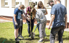 Na zdjęciu widać uczni&oacute;w klas si&oacute;dmych sadzących młode drzewko jarzębiny.