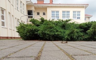 Na zdjęciu widać patio szkolne z perspektywy żaby.
