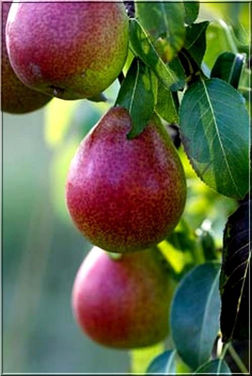 Grusza Pyrus Communis Hortensja w pełni dojrzała