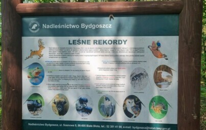 Zdjęcie do Leśna ścieżka zdrowia