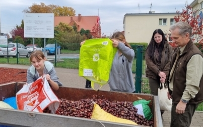 Zdjęcie do Najlepsze kasztany są...